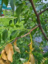 팜모닝 기타작물·병해충상담 게시글 이미지