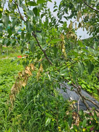 용인농부님의 기타작물 · 병해충상담 작성글 사진