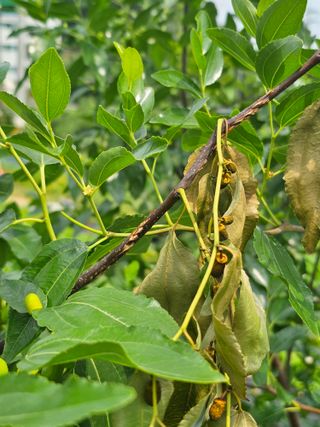 용인농부님의 기타작물 · 병해충상담 작성글 사진