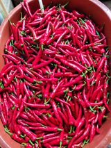 팜모닝 고추·수확 게시글 이미지