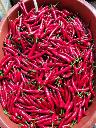 박덕남님의 고추 · 수확 작성글 사진