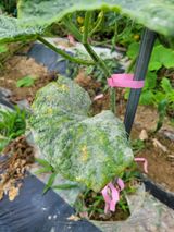 팜모닝 오이·병해충상담 게시글 이미지