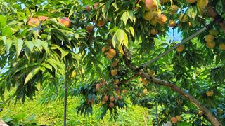 박우식님의 복숭아 · 자유게시판 작성글 사진