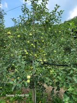 팜모닝 사과·병해충상담 게시글 이미지