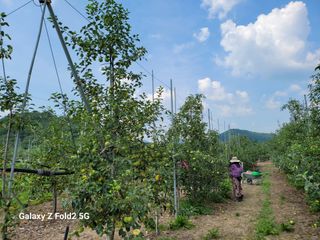 팜모닝회원 신영섭님의 사과 · 병해충상담 작성글 사진