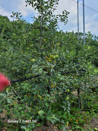 팜모닝회원 신영섭님의 사과 · 병해충상담 작성글 사진