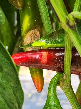 진위님의 고추 · 병해충상담 작성글 사진