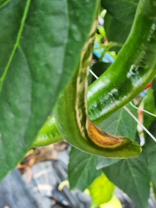 진위님의 고추 · 병해충상담 작성글 사진