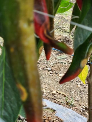 진위님의 고추 · 병해충상담 작성글 사진