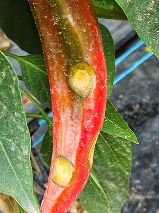 진위님의 고추 · 병해충상담 작성글 사진