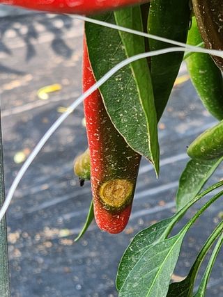 진위님의 고추 · 병해충상담 작성글 사진