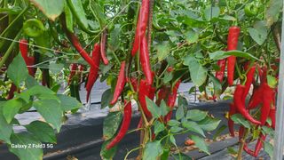 민영홍님의 고추 · 수확 작성글 사진