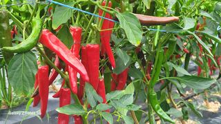 민영홍님의 고추 · 수확 작성글 사진