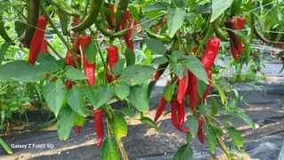 민영홍님의 고추 · 수확 작성글 사진