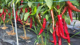 민영홍님의 고추 · 수확 작성글 사진