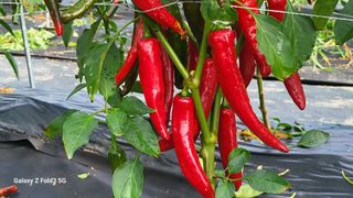 민영홍님의 고추 · 수확 작성글 사진