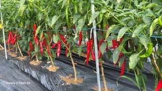 민영홍님의 고추 · 수확 작성글 사진