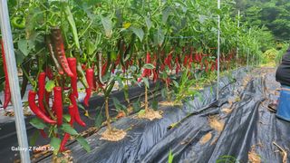 민영홍님의 고추 · 수확 작성글 사진