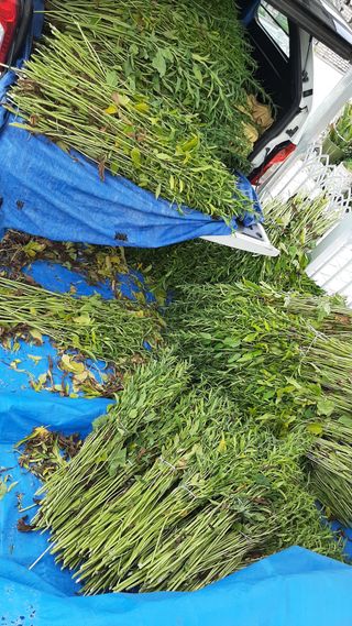 서상기 은퇴농장님의 참깨 · 자유게시판 작성글 사진