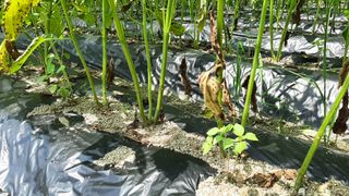 서상기 은퇴농장님의 참깨 · 자유게시판 작성글 사진