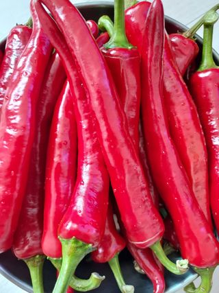 동네유지님의 고추 · 일상 작성글 사진