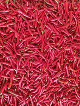 팜모닝 고추·영농일지 게시글 이미지