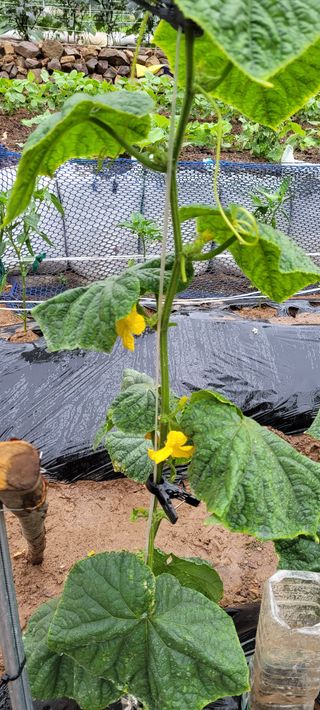 참농부님의 오이 · 병해충상담 작성글 사진