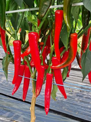 이종춘님의 자유주제 · 자유게시판 작성글 사진