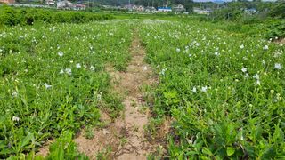 조병대님의 기타작물 · 자유게시판 작성글 사진