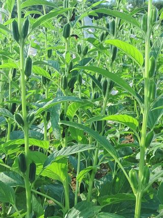 천년의사랑님의 참깨 · 자유게시판 작성글 사진