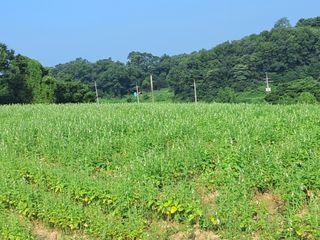 천년의사랑님의 참깨 · 자유게시판 작성글 사진