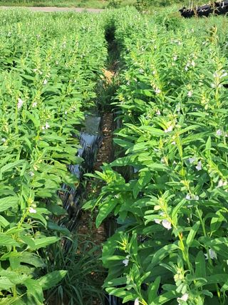 천년의사랑님의 참깨 · 자유게시판 작성글 사진