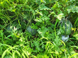 칠곡가산 최지훈님의 기타작물 · 자유게시판 작성글 사진