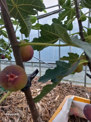 낙동농장님의 자유주제 · 자유게시판 작성글 사진