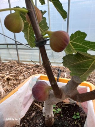 낙동농장님의 자유주제 · 자유게시판 작성글 사진