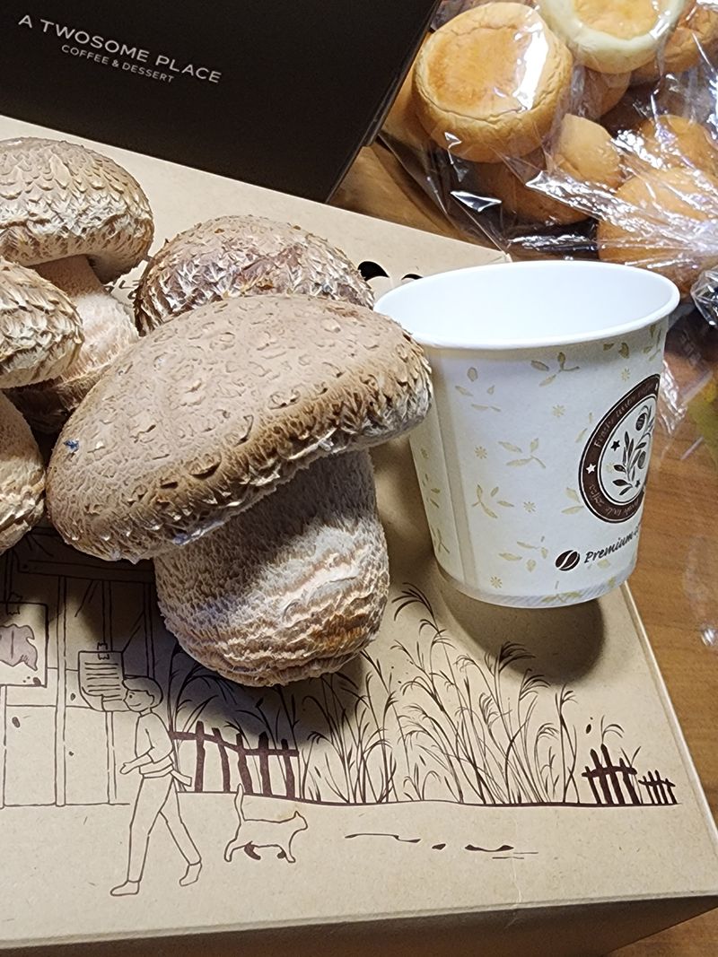 청운큐브팜(서희수)님의 장터 판매 상품 [송화버섯 1kg 기준] 첨부 사진