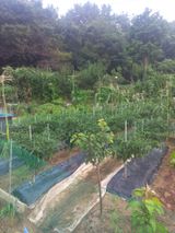 팜모닝 고추·일상 게시글 이미지