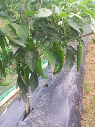 천운님의 고추 · 일상 작성글 사진