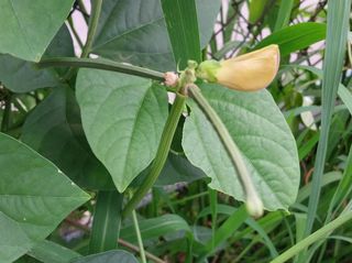 정진해님의 콩 · 자유게시판 작성글 사진