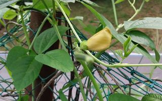 정진해님의 콩 · 자유게시판 작성글 사진