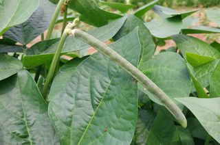 정진해님의 콩 · 자유게시판 작성글 사진