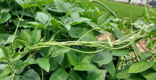 정진해님의 콩 · 자유게시판 작성글 사진