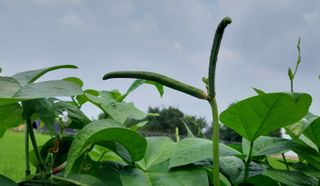 정진해님의 콩 · 자유게시판 작성글 사진