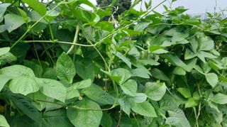 정진해님의 콩 · 자유게시판 작성글 사진