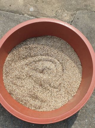 자두20879님의 참깨 · 자유게시판 작성글 사진