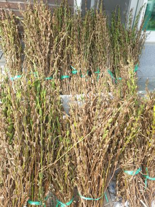 자두20879님의 참깨 · 자유게시판 작성글 사진