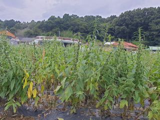 자두20879님의 참깨 · 자유게시판 작성글 사진