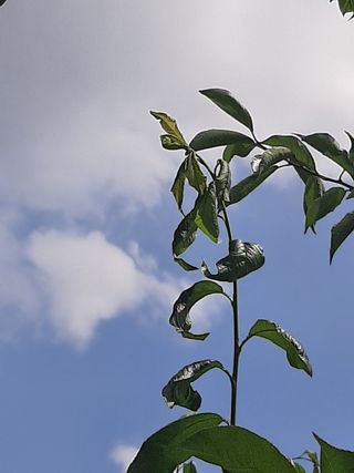 헤라여신^^♡님의 자두 · 병해충상담 작성글 사진