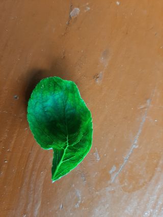 헤라여신^^♡님의 자두 · 병해충상담 작성글 사진