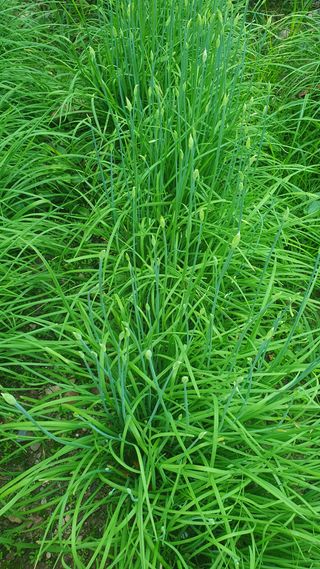 인생은 소풍처럼님의 파 · 자유게시판 작성글 사진